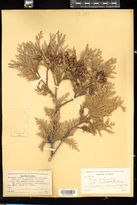 Thuja occidentalis image