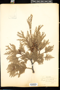 Thuja occidentalis image