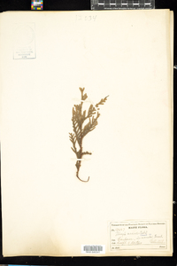 Thuja occidentalis image