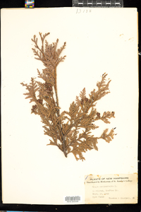 Thuja occidentalis image