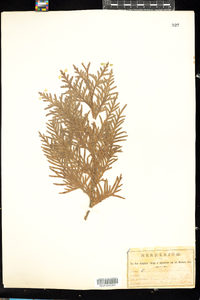 Thuja occidentalis image