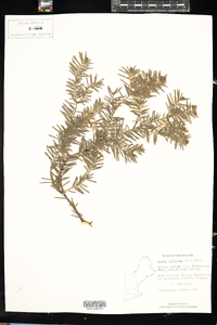 Abies balsamea image