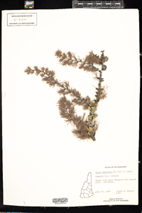 Larix laricina image