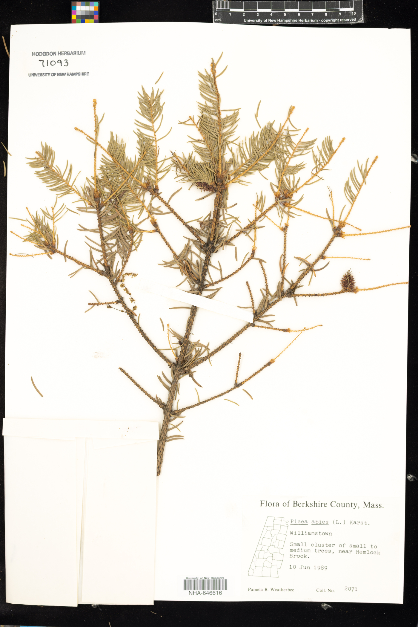 Picea abies image