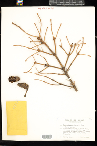 Picea glauca image