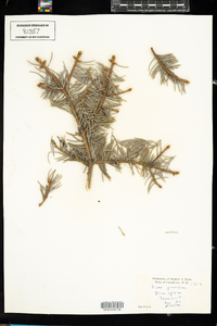 Picea pungens image