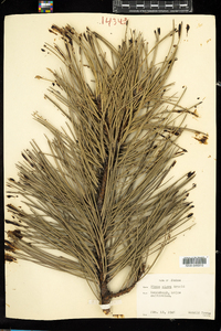 Pinus nigra image