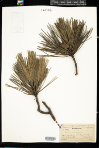 Pinus resinosa image