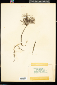 Pinus strobus image