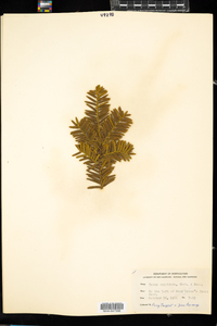 Taxus cuspidata image