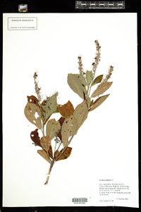 Clethra alnifolia image