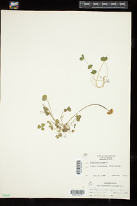 Trifolium repens image