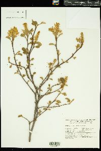 Image of Fothergilla gardenii