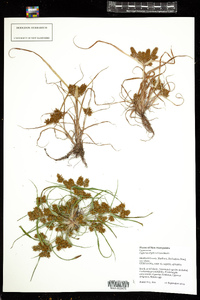 Cyperus erythrorhizos image