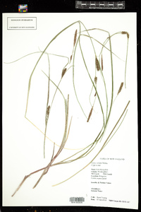 Carex striata image