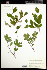 Amelanchier bartramiana image