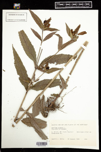 Chelone glabra image