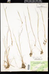 Agrostis scabra image