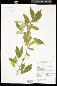 Elaeagnus umbellata image