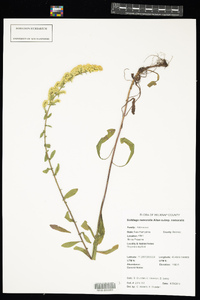 Solidago nemoralis image