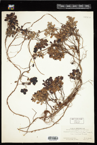 Vaccinium vitis-idaea image