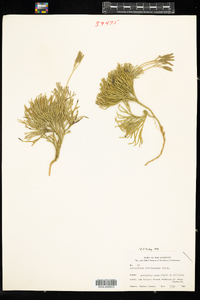 Lycopodium tristachyum image