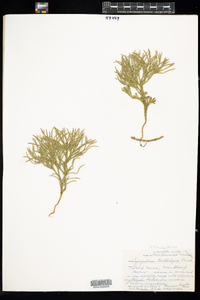 Lycopodium tristachyum image