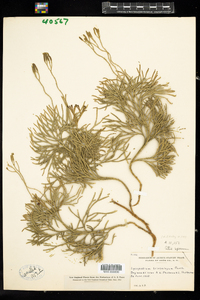 Lycopodium tristachyum image