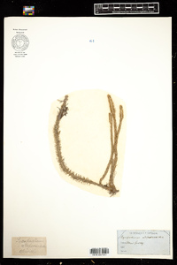 Lycopodiella alopecuroides image