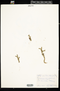 Lycopodiella inundata image