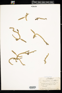 Lycopodiella inundata image