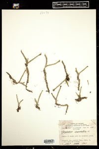 Lycopodiella inundata image