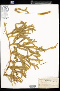 Lycopodium clavatum image