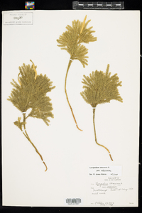 Dendrolycopodium obscurum image