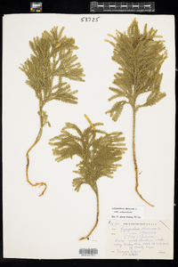 Dendrolycopodium obscurum image