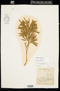 Dendrolycopodium obscurum image