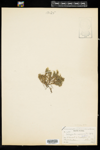 Selaginella rupestris image