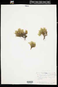 Selaginella rupestris image