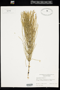 Equisetum arvense image