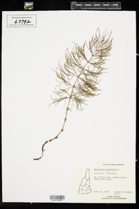 Equisetum sylvaticum image