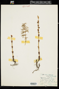 Equisetum sylvaticum image