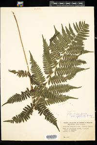 Athyrium filix-femina image