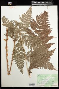 Dryopteris campyloptera image