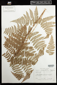 Dryopteris campyloptera image