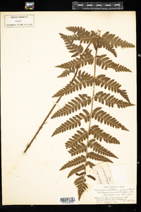 Dryopteris cristata image