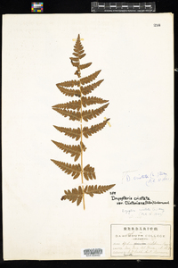 Dryopteris cristata image