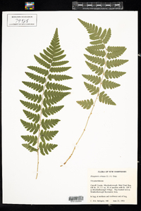 Dryopteris cristata image