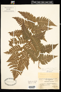 Dryopteris cristata image