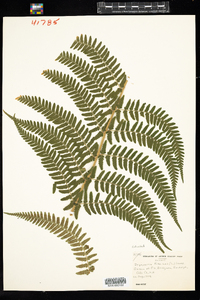 Dryopteris filix-mas image