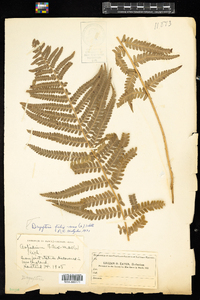 Dryopteris filix-mas image